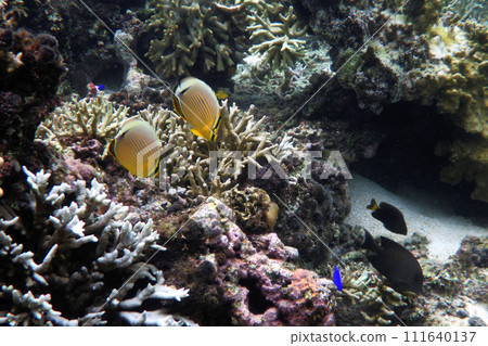 Misty butterflyfish and Edacomon coral on the Shinshiro coast 111640137