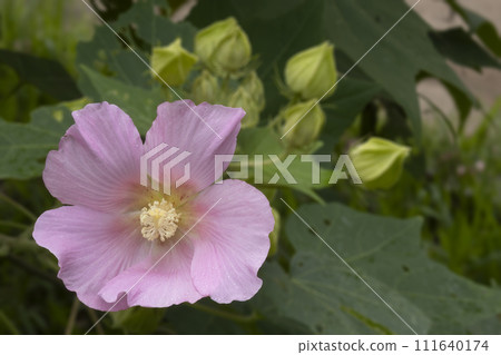 Flower scenery in bloom in early autumn Flower scenery in bloom in early autumn 111640174
