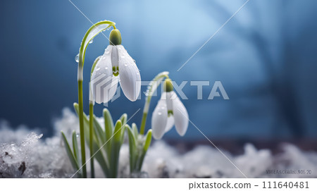 vibrant snowdrops, a symbol of springs awakening, bathed in morning sunlight. 111640481