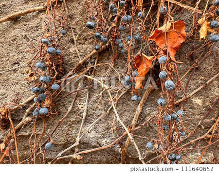 Dried Vines and Berries on Textured Wall.. Dried Vines and Berries on Textured Wall.. 111640652