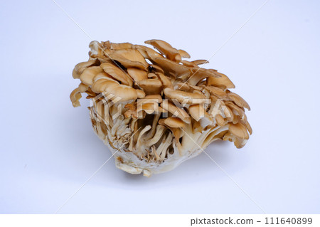 白色背景下拍攝的舞茸蘑菇 111640899