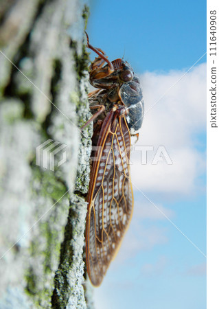 Abra Zemi catching trees 111640908