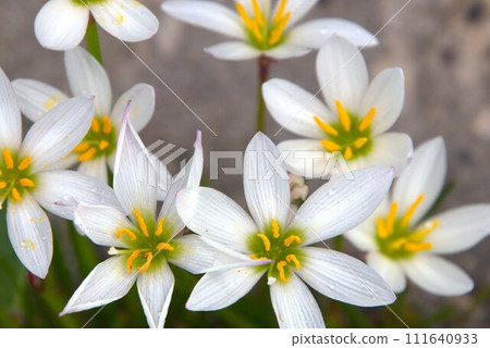 白色Tamasdale花 白色Tamasdale花 111640933