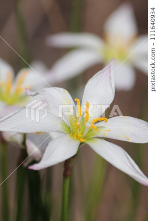 白色Tamasdale花 111640934