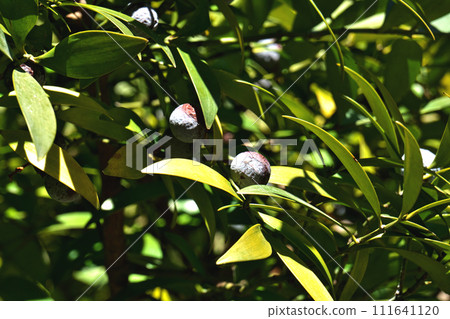 Nagi fruit (winter, February) Nagi fruit (winter, February) 111641120