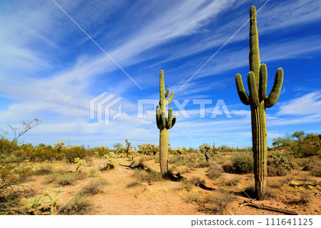 Sonora Desert Arizona 111641125