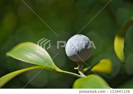 Nagi fruit (winter, February) 111641126