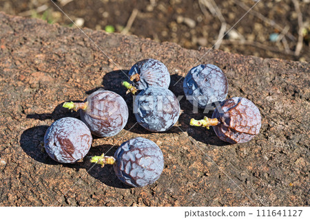 Nagi fruit (winter, February) 111641127