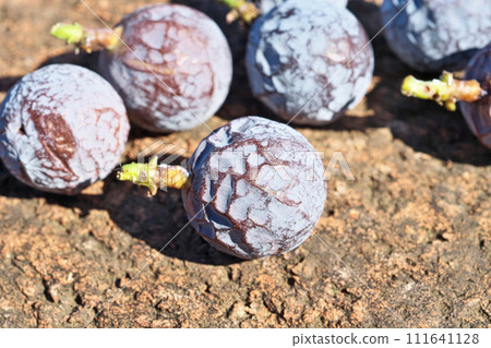 Nagi fruit (winter, February) Nagi fruit (winter, February) 111641128
