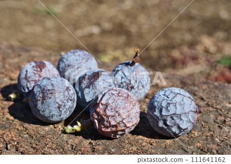 Nagi fruit (winter, February) Nagi fruit (winter, February) 111641162