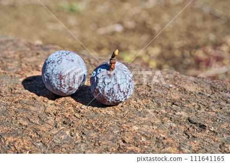 Nagi fruit (winter, February) 111641165