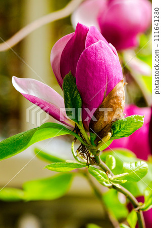 closeup of purple magnolia in blossom. beautiful nature background in spring 111641280
