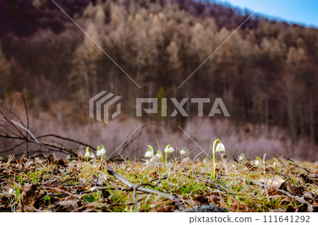 spring snowflake flowers on the glade in forest. beautiful nature scenery with blurred background in evening light 111641292