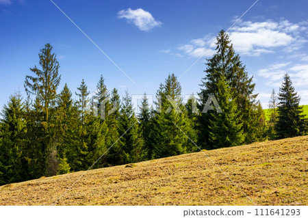 fir forest on the hill on a sunny day. weathered grass on the meadow in spring 111641293