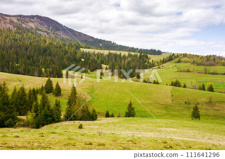 carpathian countryside scenery in spring. landscape with coniferous trees on the grassy hills on a cloudy day 111641296