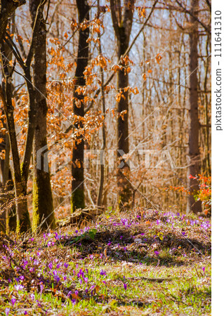 forest scenery with purple crocus flowers in full bloom. beautiful nature scenery of carpathian woodland in spring 111641310