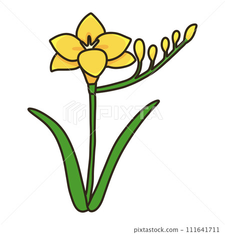 Freesia 111641711