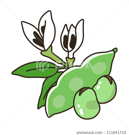 Broad beans Broad beans 111641719