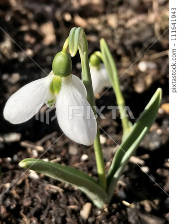 白色snowdrop花 111641943