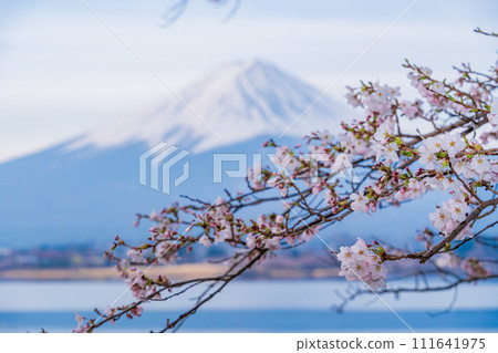 (Yamanashi Prefecture) Lake Kawaguchi, cherry blossoms and Mt. Fuji (Yamanashi Prefecture) Lake Kawaguchi, cherry blossoms and Mt. Fuji 111641975