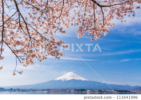 (Yamanashi Prefecture) Lake Kawaguchi, cherry blossoms and Mt. Fuji 111641996