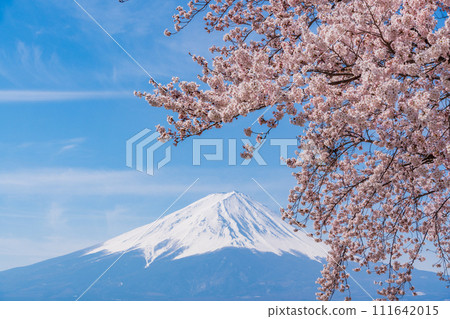 (Yamanashi Prefecture) Lake Kawaguchi, cherry blossoms and Mt. Fuji 111642015