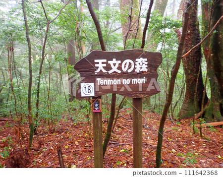 屋久島屋久杉樂園立中岳 111642368