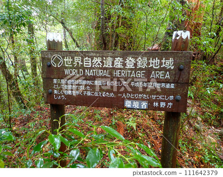 Mt. Tachudake in Yakusugi Land, Yakushima Mt. Tachudake in Yakusugi Land, Yakushima 111642379