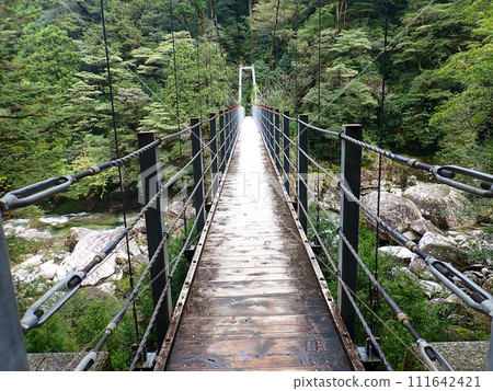 Mt. Tachudake in Yakusugi Land, Yakushima Mt. Tachudake in Yakusugi Land, Yakushima 111642421