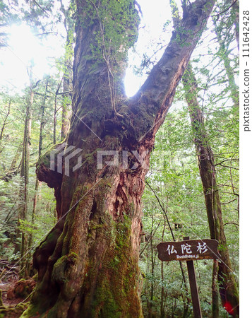 屋久島屋久杉樂園立中岳 111642428