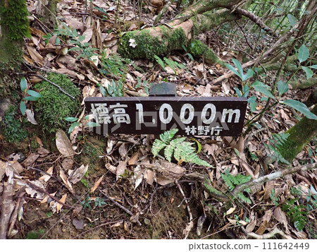 Aikodake in Yakushima Aikodake in Yakushima 111642449