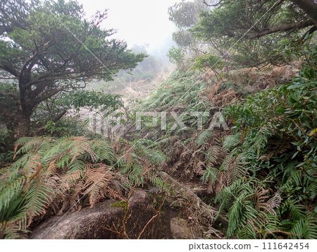 Aikodake in Yakushima 111642454