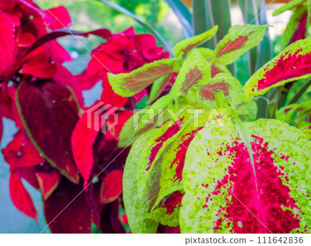 Coleus (brocade shiso, brocade shiso) leaves with deep red center and green periphery Coleus (brocade shiso, brocade shiso) leaves with deep red center and green periphery 111642836