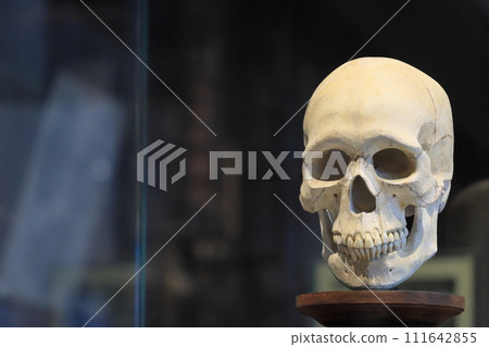 Fossil skull, hominid skull, museum display 111642855