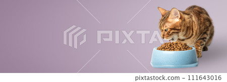 Bengal cat near a bowl with dry cat food 111643016