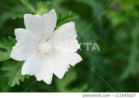 Musk mallow flowers blooming in the garden Musk mallow flowers blooming in the garden 111643027