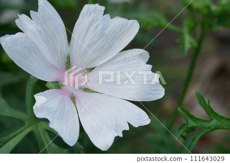 麝香錦葵花盛開在花園裡 麝香錦葵花盛開在花園裡 111643029