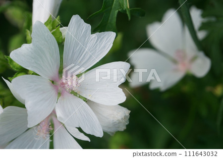 Musk mallow flowers blooming in the garden 111643032