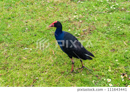 New Zealand's bird Pukeko New Zealand's bird Pukeko 111643441