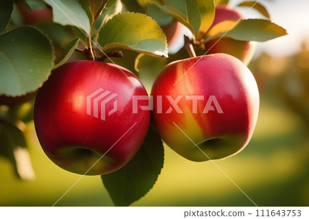 Two Red Apples Hanging From a Tree Branch Two Red Apples Hanging From a Tree Branch 111643753