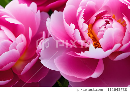 Close Up of a Bunch of Pink Flowers Close Up of a Bunch of Pink Flowers 111643788