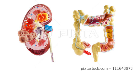 Kidney and intestine model isolated on white background, doctor holding anatomy model for study diagnosis and treatment in hospital. 111643873