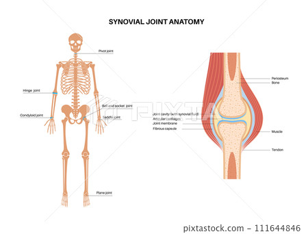 Synovial joint poster 111644846
