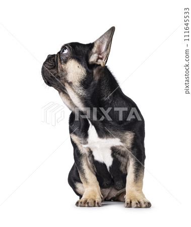 French bulldog pup on white background 111645533