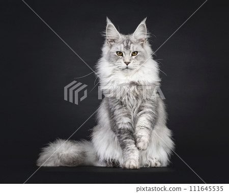 Maine Coon on black background Maine Coon on black background 111645535