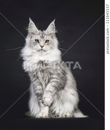 Maine Coon on black background Maine Coon on black background 111645537