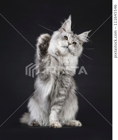 Maine Coon on black background Maine Coon on black background 111645546