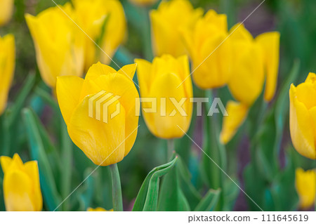 Yellow tulips flowers blooming in a meadow, park, flowerbed outdoor 111645619