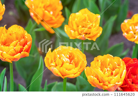 Blooming yellow orange Double Beauty of Apeldoorn tulips flowers in garden, field. 111645620
