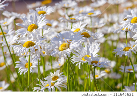 Wild daisy flowers growing on meadow, white chamomiles on green grass background. 111645621